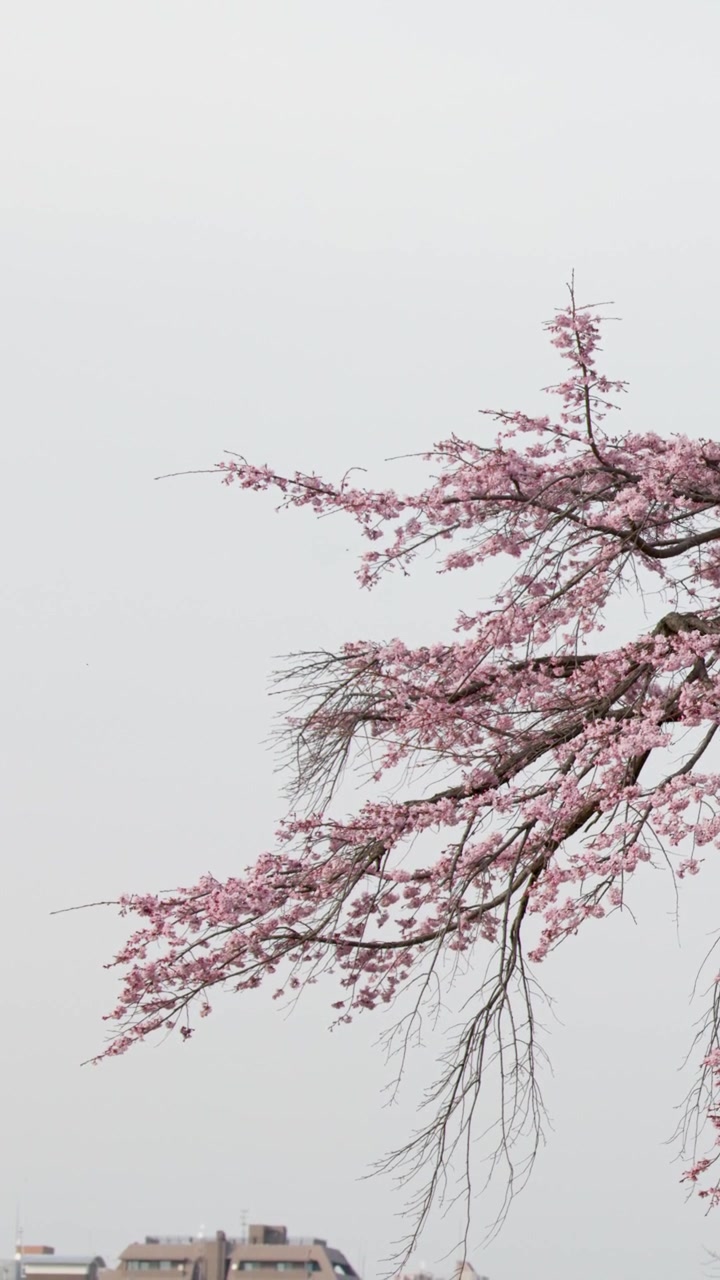 Primo piano di rami di sakura rosa che ondeggiano delicatamente nella brezza sotto la luce intensa del giorno.