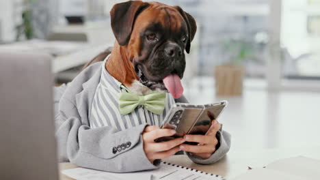 boxer dog in suit using phone at office