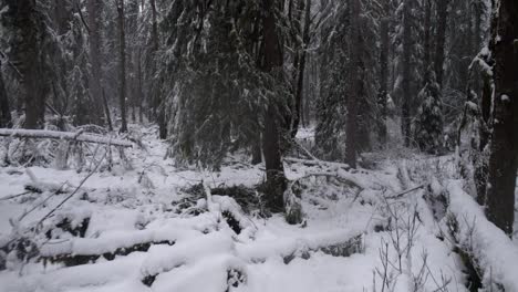 Volando-Lentamente-A-Través-De-Un-Bosque-Siempre-Verde-Cubierto-De-Nieve,-Troncos-Caídos,-Temperaturas-Frías,-Antena