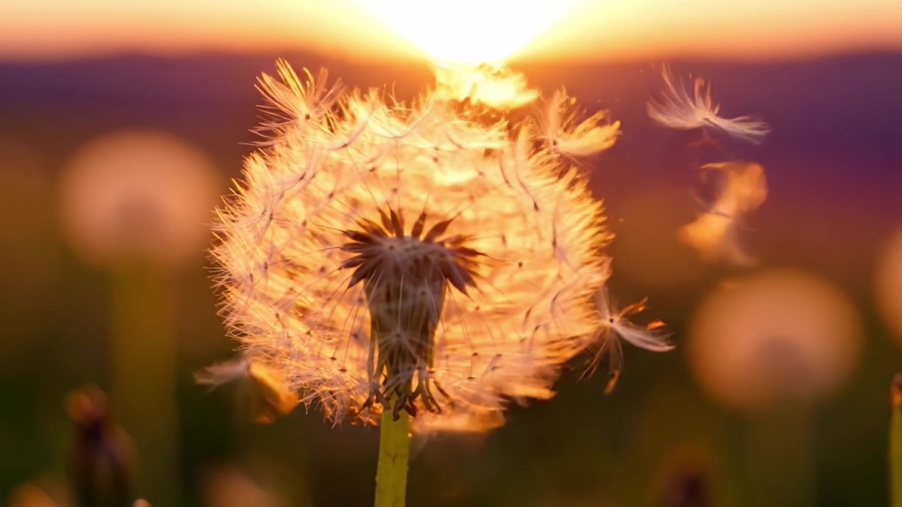 Betoverende zonsondergang boven paardenbloem: een close-up van een paardenbloempluis die gloeit in het avondlicht, tegen een majestueuze, kleurrijke horizon