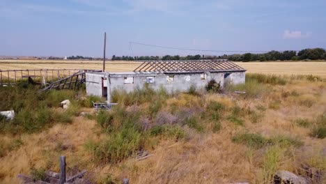 Drone-footage-of-an-abandoned-structure-in-a-wheat-field-surrounded-by-weeds-1080p-120-fps