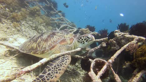 la tortuga se sentó con la barbilla apoyada en una jaula de metal coral