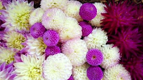 dalia flowers in different colours