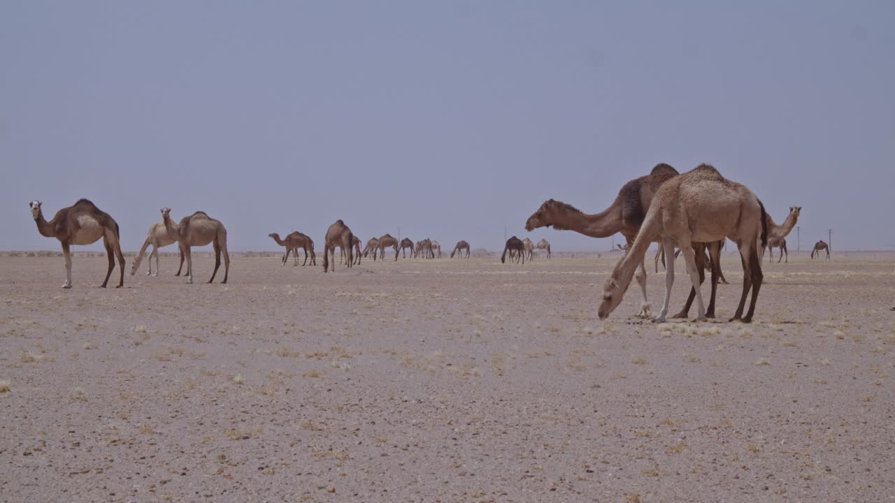una caravana de camellos pastando en el desierto un rebaño de camellos comiendo hierba y moviéndose por el desierto