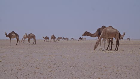 Una-Caravana-De-Camellos-Pastando-En-El-Desierto-Una-Manada-De-Camellos-Comiendo-Hierba-Y-Moviéndose-En-El-Desierto