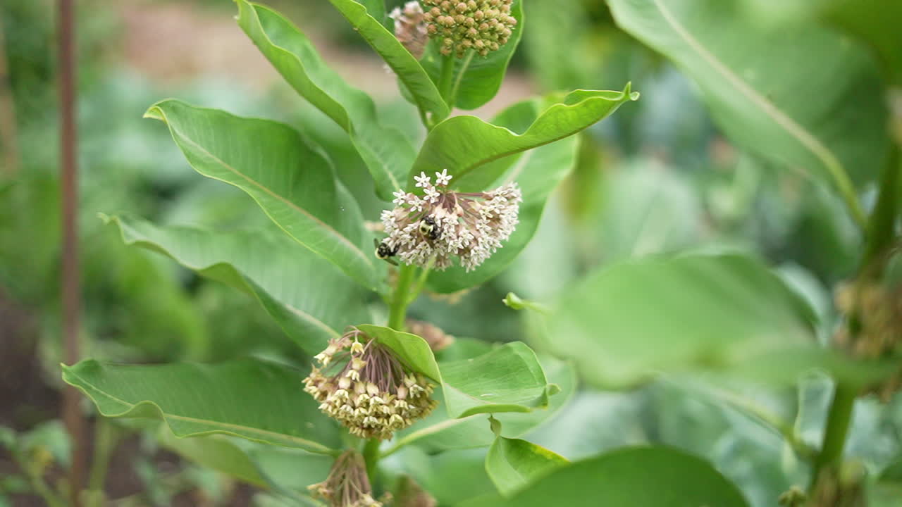 Slow motion (240 fps) macro of two bumble bees interacting on vibrant milkweed flowers in a sunlit garden. Blurred bokeh background, intricate floral details, and natural lighting enhance the scene.