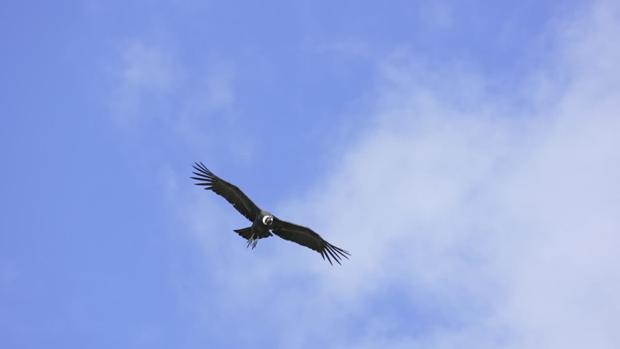 dos cóndores andinos en vuelo mostrando su envergadura