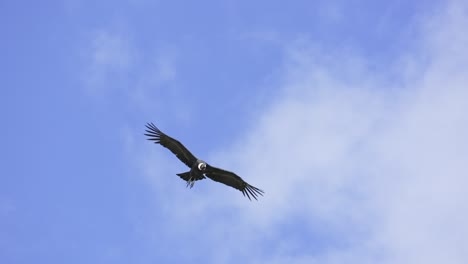 two andean condors in flight showing off their wingspan