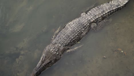 saltwater crocodile in the water in sungei buloh wetland reserve, singapore