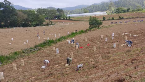 Aerial-flyover-group-of-worker-harvesting-potatoes-of-agricultural-field-on-Dominican-Republic-Island