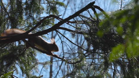 Squirrel-jumping-in-trees-slow-motion,-searching-for-food,-sunny-day