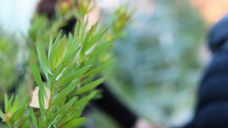 individuals walking past green plants