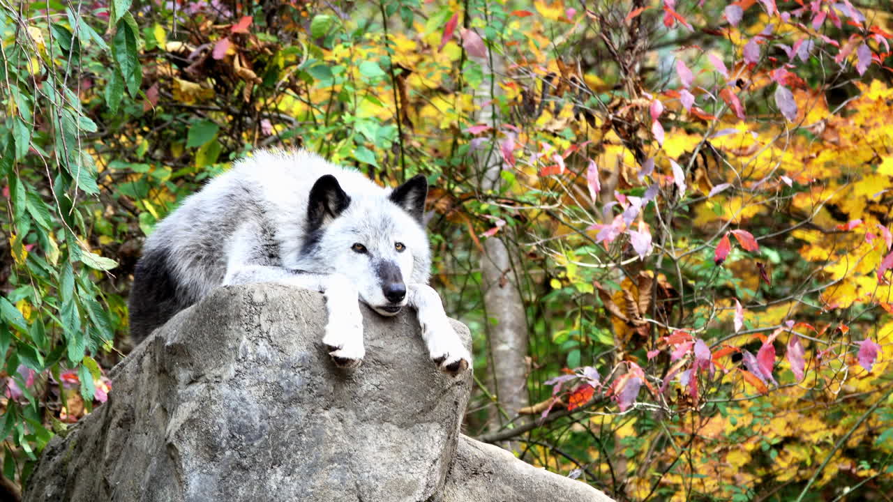 un lobo gris de las montañas rocosas del norte descansa sobre una roca con la cabeza entre las patas, colgando sobre el borde de la roca