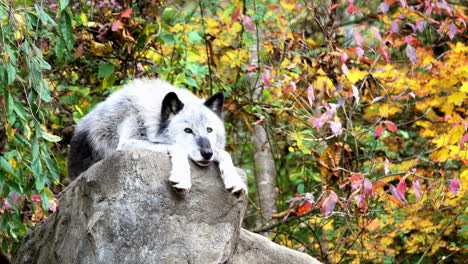 a northern rocky mountain gray wolf rests atop a boulder with his head between his paws, hanging over the edge of the rock