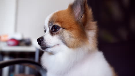 Friendly-dog-sitting-on-chair-and-looking-at-camera