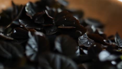 close up of leaves