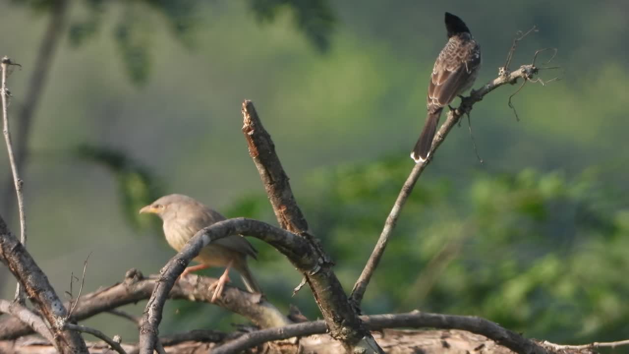 Jungle babbler bird and Red-vented Bulbul finding food