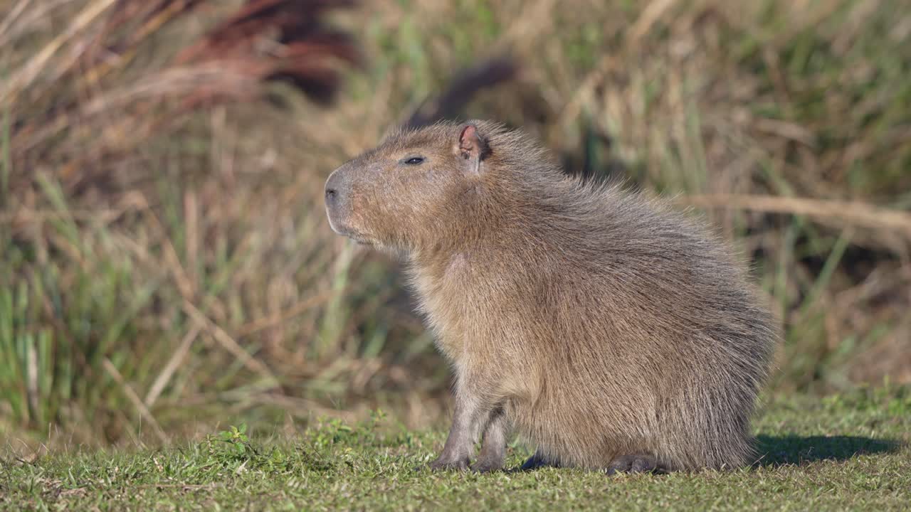 Lone Capybara Sitting On The Ground With Dense Vegetation In The Background. - static shot
