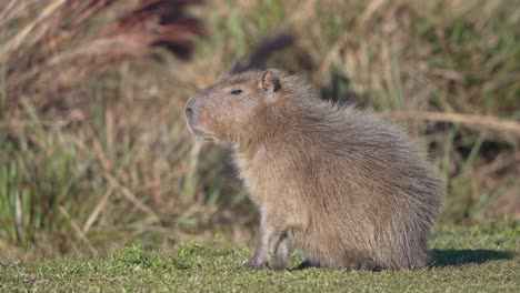 lone capybara sitting on the ground with dense vegetation in the background. - static shot