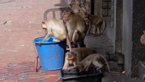 Macaco-De-Cola-Larga,-Macaca-Fascicularis,-Lop-Buri,-Tailandia