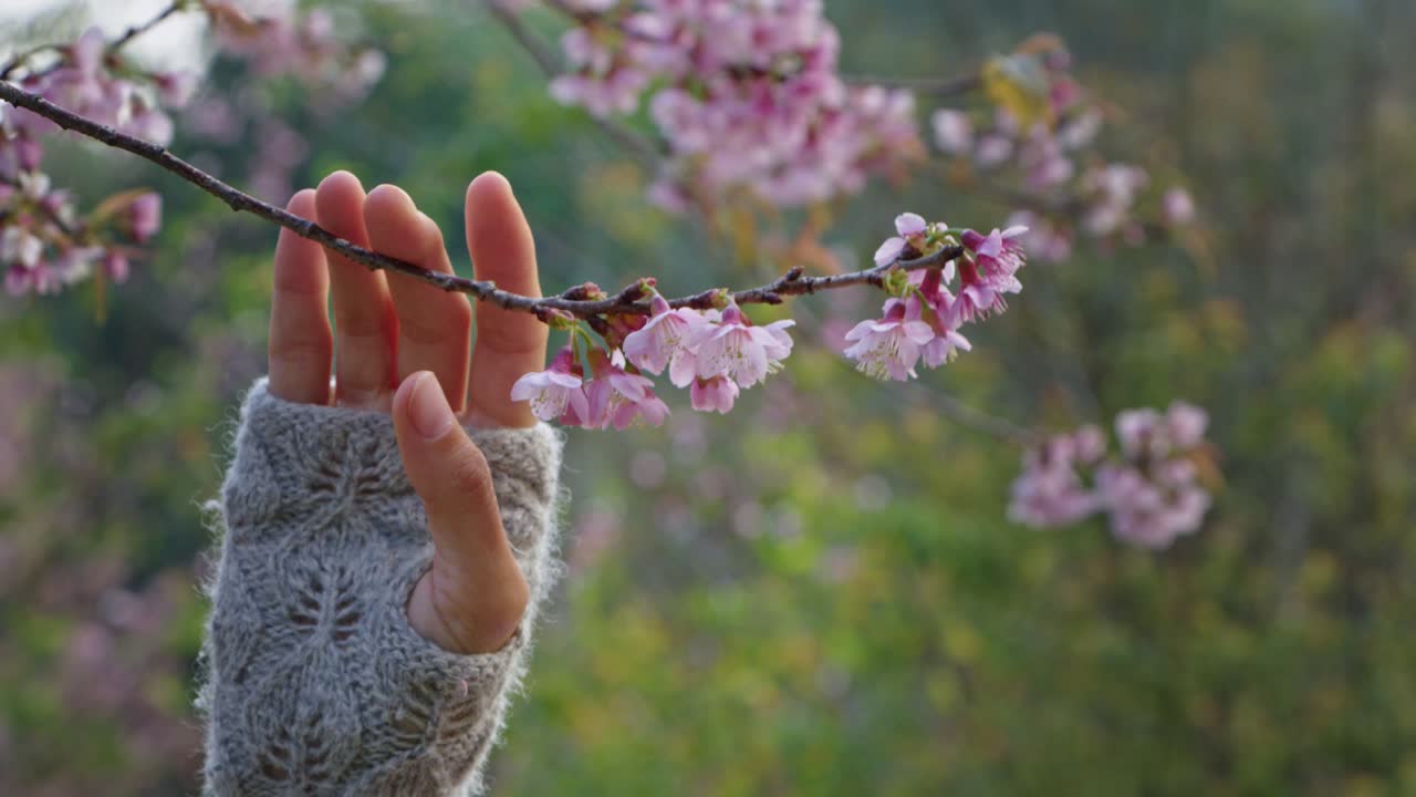 Woman's Hand Touches Cherry Blossoms