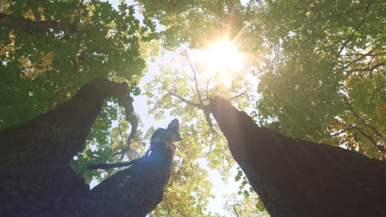 sunlight penetrates among the shady trees