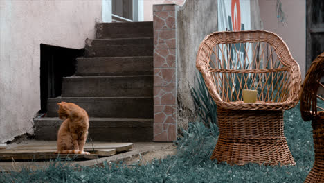 a cat playing. footage of brasov in romania