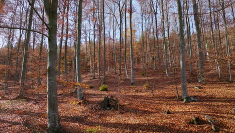 autumn forest with fallen leaves and tall trees