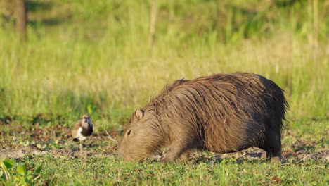 avefría salvaje del sur acicalándose su pluma junto a una capibara embarazada gigante forrajera con un pequeño tirano de ganado limpiando y limpiando los insectos y parásitos en sus pieles en los humedales de ibera