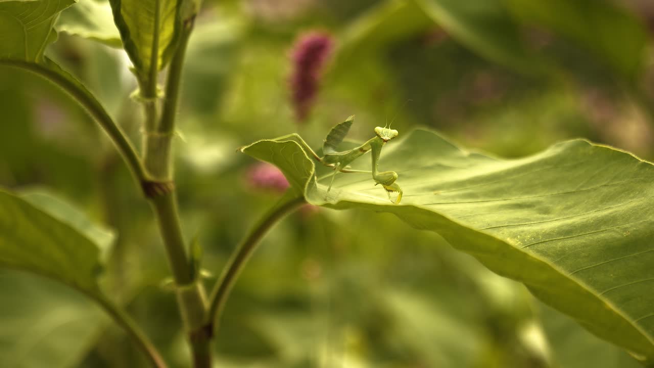 A praying mantis stands on a leaf and gets a fright. It's summer, and it's a young insect. Very cute. The wind is blowing. Beautiful nature and landscape with depth of field