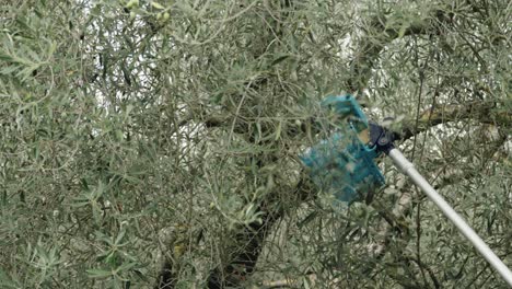 Worker-during-olive-harvesting-operations-in-Italy