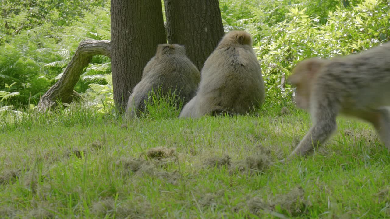 sentados frente a un tronco de árbol gemelo son dos macacos bárbaros mientras otro se mueve y corre a su alrededor en el bosque de monos de trentham, un santuario de vida silvestre en europa