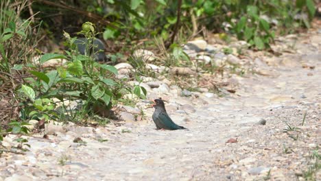 Ein-Orientalischer-Dollarvogel,-Der-Tagsüber-Auf-Einer-Unbefestigten-Straße-Ein-Staubbad-Nimmt