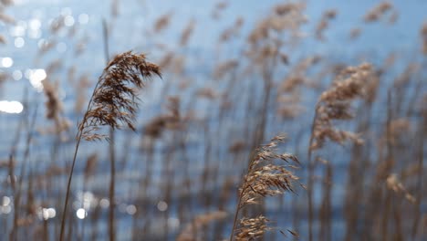 grass by the lake waving in wind with blurred lake background