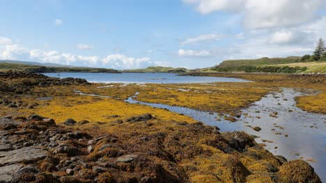 Arroyo-Con-Agua-Corriente-Y-Algas-En-Loch-Dunvegan-En-La-Isla-De-Skye,-Escocia-Durante-La-Marea-Baja