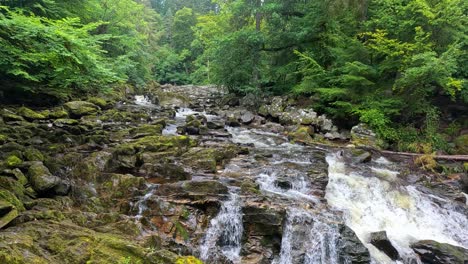 cascadas rodeadas de un bosque verde y exuberante