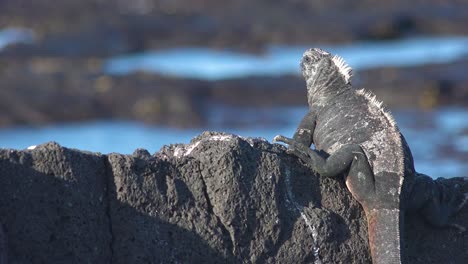 Ein-Meerechse-Blickt-Auf-Den-Galapagos-Inseln-über-Das-Meer