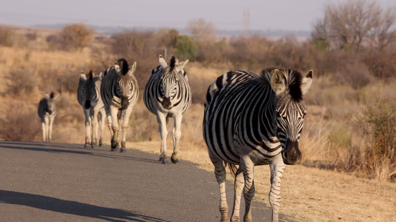Group of zebra walking in a straight line on the road into camera