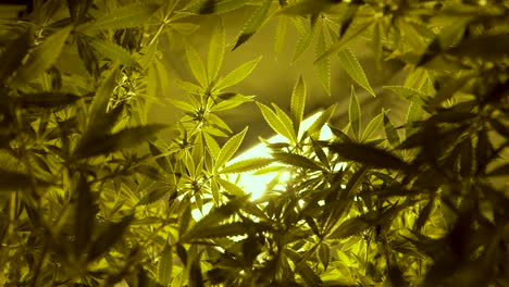 hojas de marihuana mostradas desde abajo dentro de una carpa de cultivo con luz en el fondo