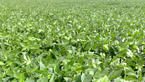 fly over crops of soy bean plants