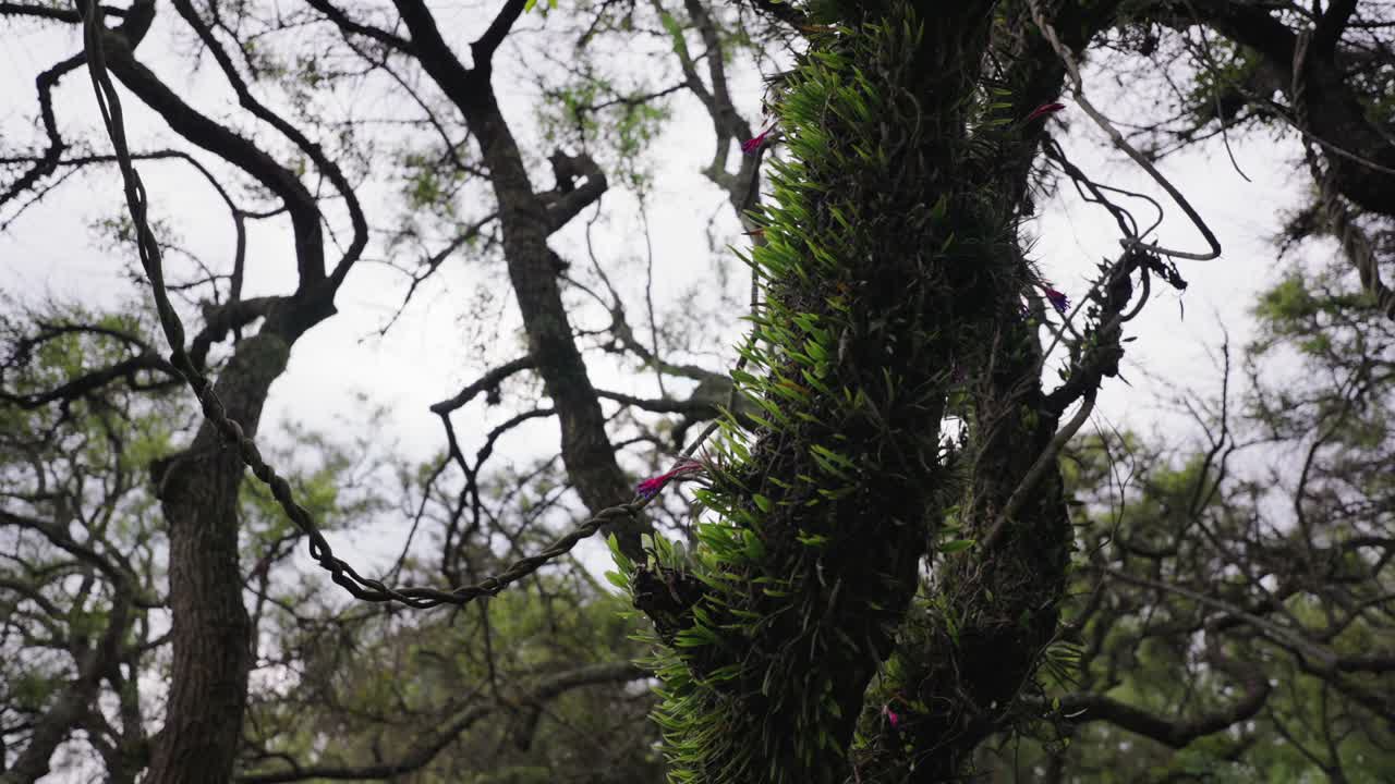 Close-up view of twisted tree covered with vines and epiphytes in the Paraná Delta, Argentina