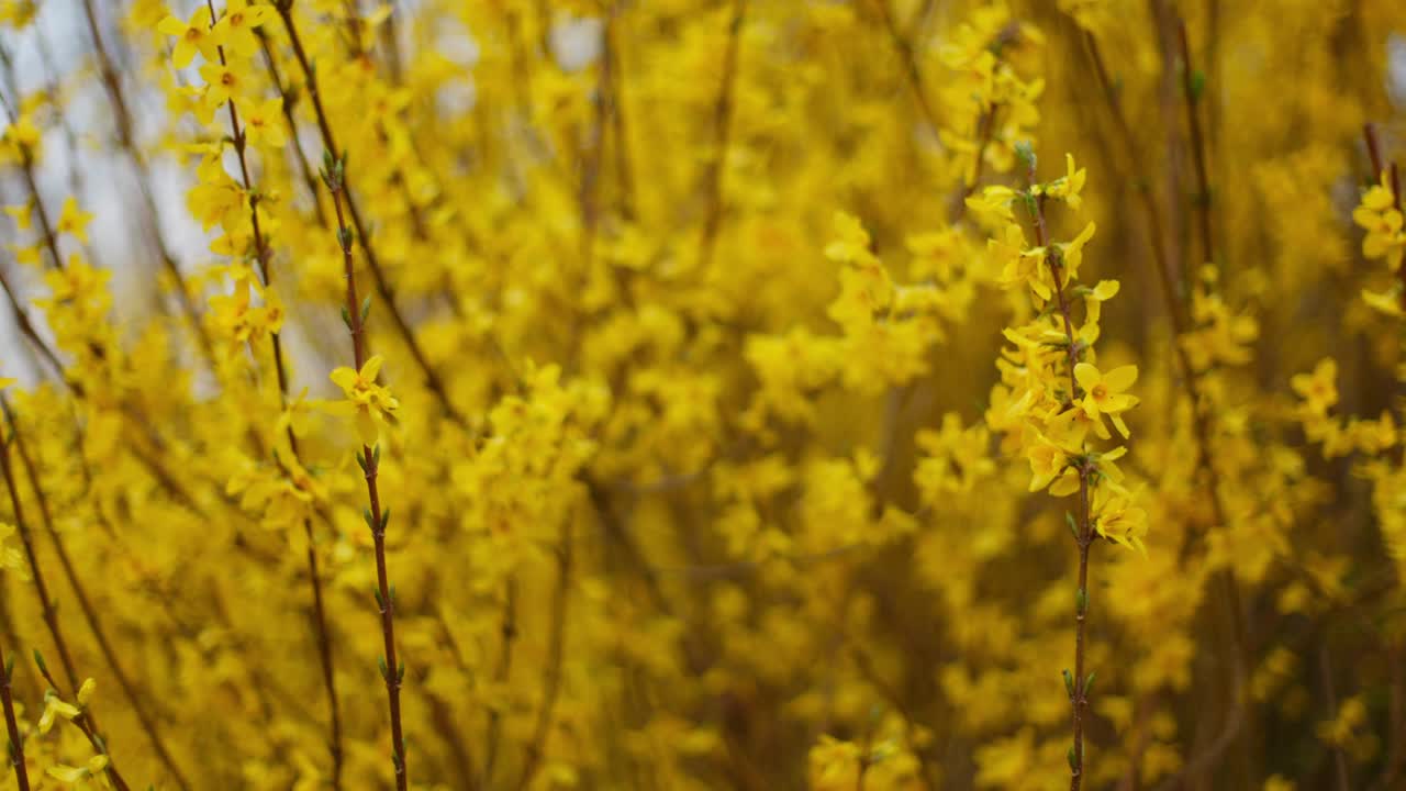 Gule forsythia-blomster om foråret