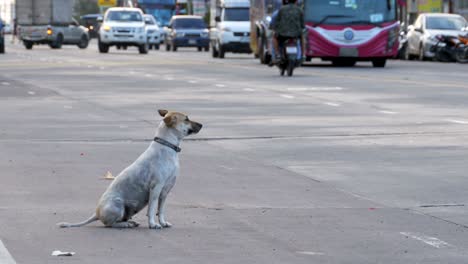 stray dog sits on the road with passing cars and motorcycles. asia, thailand