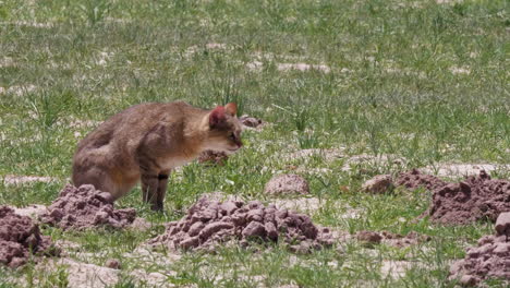 southern african wildcat roaming in an open field in botswana, telephoto shot