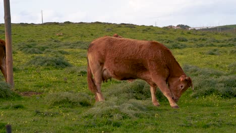 closeup of a cow eating pasture on a green pasture on a cloudy day