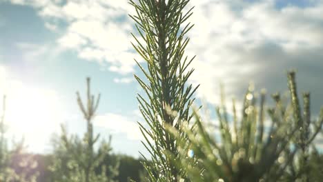 crane down close up shot of canopy crown of pine tree, between green boreal forest under blue cloudy nordic sky