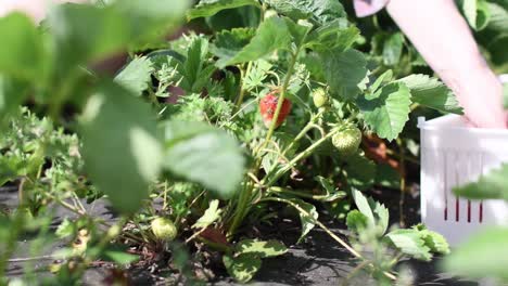 Nahaufnahme-Von-Roten-Und-Grünen-Frischen,-Reifen-Erdbeeren,-Die-Von-Einer-Weißen-Frau-Gepflückt-Werden,-Füllen-Eine-Weiße-Plastikbox