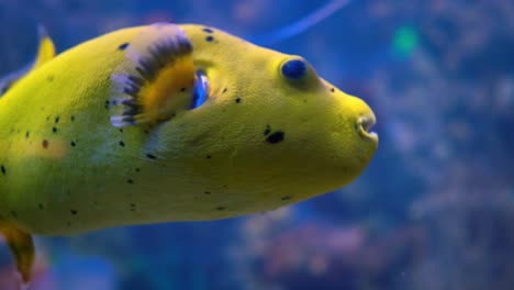 arothron meleagris, commonly known as the guineafowl puffer or golden puffer,