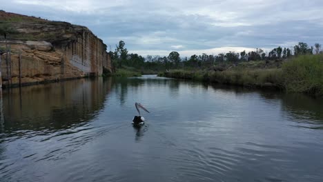 Drohnenschuss-Nach-Schwan,-Der-Entlang-Des-Flusses-Schwimmt