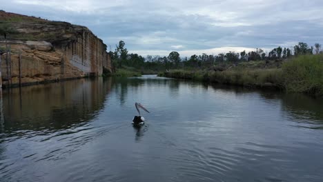 disparo de dron siguiendo a un cisne nadando a lo largo del río